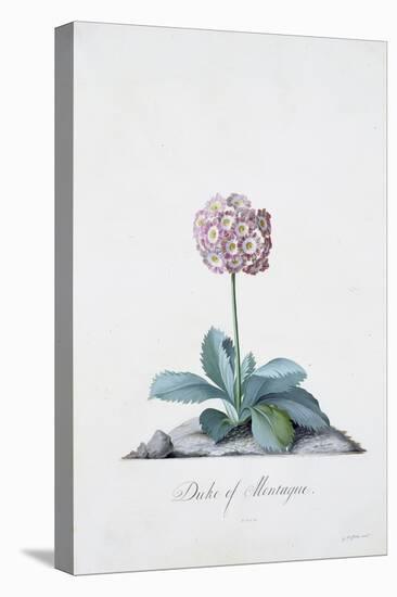 Botanical Illustration of a Primula: Duke of Monatague-Georg Dionysius Ehret-Stretched Canvas