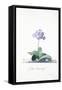 Botanical Illustration of a Primula: Fille Amoureuse-Georg Dionysius Ehret-Framed Stretched Canvas