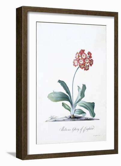 Botanical Illustration of a Primula-Georg Dionysius Ehret-Framed Giclee Print