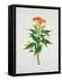 Botanical Illustration of a Red Flowering Plant-null-Framed Stretched Canvas