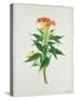 Botanical Illustration of a Red Flowering Plant-null-Stretched Canvas