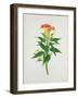 Botanical Illustration of a Red Flowering Plant-null-Framed Giclee Print