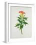 Botanical Illustration of a Red Flowering Plant-null-Framed Giclee Print