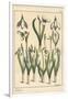 Botanical Illustration of a Snowdrop, Galanthus Nivalis, 1897 (Lithograph)-Eugene Grasset-Framed Giclee Print