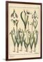 Botanical Illustration of a Snowdrop, Galanthus Nivalis, 1897 (Lithograph)-Eugene Grasset-Framed Giclee Print