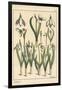 Botanical Illustration of a Snowdrop, Galanthus Nivalis, 1897 (Lithograph)-Eugene Grasset-Framed Giclee Print