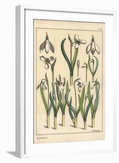 Botanical Illustration of a Snowdrop, Galanthus Nivalis, 1897 (Lithograph)-Eugene Grasset-Framed Giclee Print