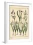 Botanical Illustration of a Snowdrop, Galanthus Nivalis, 1897 (Lithograph)-Eugene Grasset-Framed Giclee Print