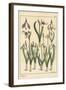 Botanical Illustration of a Snowdrop, Galanthus Nivalis, 1897 (Lithograph)-Eugene Grasset-Framed Giclee Print