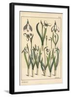 Botanical Illustration of a Snowdrop, Galanthus Nivalis, 1897 (Lithograph)-Eugene Grasset-Framed Giclee Print