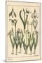 Botanical Illustration of a Snowdrop, Galanthus Nivalis, 1897 (Lithograph)-Eugene Grasset-Mounted Giclee Print