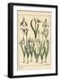 Botanical Illustration of a Snowdrop, Galanthus Nivalis, 1897 (Lithograph)-Eugene Grasset-Framed Giclee Print