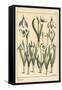 Botanical Illustration of a Snowdrop, Galanthus Nivalis, 1897 (Lithograph)-Eugene Grasset-Framed Stretched Canvas