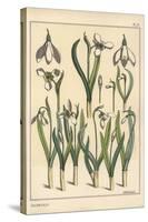 Botanical Illustration of a Snowdrop, Galanthus Nivalis, 1897 (Lithograph)-Eugene Grasset-Stretched Canvas