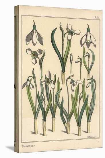 Botanical Illustration of a Snowdrop, Galanthus Nivalis, 1897 (Lithograph)-Eugene Grasset-Stretched Canvas