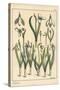 Botanical Illustration of a Snowdrop, Galanthus Nivalis, 1897 (Lithograph)-Eugene Grasset-Stretched Canvas