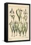 Botanical Illustration of a Snowdrop, Galanthus Nivalis, 1897 (Lithograph)-Eugene Grasset-Framed Stretched Canvas