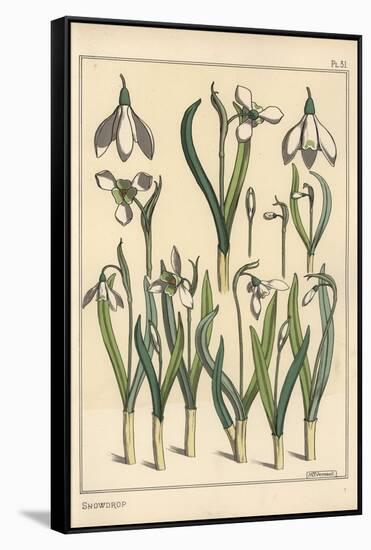 Botanical Illustration of a Snowdrop, Galanthus Nivalis, 1897 (Lithograph)-Eugene Grasset-Framed Stretched Canvas