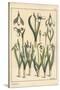 Botanical Illustration of a Snowdrop, Galanthus Nivalis, 1897 (Lithograph)-Eugene Grasset-Stretched Canvas