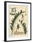 Botanical Illustration of Solomon's Seal, Polygonatum Multiflorum, 1897 (Lithograph)-Eugene Grasset-Framed Giclee Print