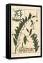 Botanical Illustration of Solomon's Seal, Polygonatum Multiflorum, 1897 (Lithograph)-Eugene Grasset-Framed Stretched Canvas