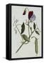 Botanical Illustration of Sweet Pea in Bloom-William Curtis-Framed Stretched Canvas