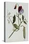 Botanical Illustration of Sweet Pea in Bloom-William Curtis-Stretched Canvas