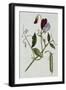 Botanical Illustration of Sweet Pea in Bloom-William Curtis-Framed Giclee Print