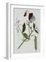 Botanical Illustration of Sweet Pea in Bloom-William Curtis-Framed Giclee Print