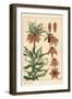 Botanical Illustration of the Crown Imperial Flower, Fritillaria Imperialis, 1897 (Lithograph)-Eugene Grasset-Framed Giclee Print