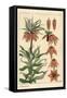 Botanical Illustration of the Crown Imperial Flower, Fritillaria Imperialis, 1897 (Lithograph)-Eugene Grasset-Framed Stretched Canvas