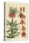 Botanical Illustration of the Crown Imperial Flower, Fritillaria Imperialis, 1897 (Lithograph)-Eugene Grasset-Stretched Canvas