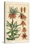 Botanical Illustration of the Crown Imperial Flower, Fritillaria Imperialis, 1897 (Lithograph)-Eugene Grasset-Stretched Canvas