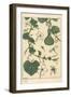 Botanical Illustration of the Gourd, 1897 (Lithograph)-Eugene Grasset-Framed Giclee Print