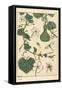 Botanical Illustration of the Gourd, 1897 (Lithograph)-Eugene Grasset-Framed Stretched Canvas