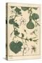 Botanical Illustration of the Gourd, 1897 (Lithograph)-Eugene Grasset-Stretched Canvas