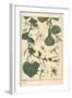 Botanical Illustration of the Gourd, 1897 (Lithograph)-Eugene Grasset-Framed Giclee Print