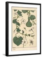 Botanical Illustration of the Gourd, 1897 (Lithograph)-Eugene Grasset-Framed Giclee Print