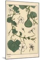 Botanical Illustration of the Gourd, 1897 (Lithograph)-Eugene Grasset-Mounted Giclee Print