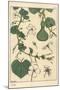 Botanical Illustration of the Gourd, 1897 (Lithograph)-Eugene Grasset-Mounted Giclee Print