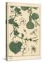 Botanical Illustration of the Gourd, 1897 (Lithograph)-Eugene Grasset-Stretched Canvas