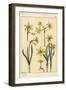 Botanical Illustration of the Jonquil, Narcissus Jonquilla, Showing Parts of Flower, 1897 (Lithogra-Eugene Grasset-Framed Giclee Print