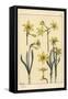 Botanical Illustration of the Jonquil, Narcissus Jonquilla, Showing Parts of Flower, 1897 (Lithogra-Eugene Grasset-Framed Stretched Canvas