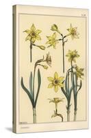 Botanical Illustration of the Jonquil, Narcissus Jonquilla, Showing Parts of Flower, 1897 (Lithogra-Eugene Grasset-Stretched Canvas