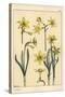 Botanical Illustration of the Jonquil, Narcissus Jonquilla, Showing Parts of Flower, 1897 (Lithogra-Eugene Grasset-Stretched Canvas