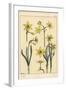 Botanical Illustration of the Jonquil, Narcissus Jonquilla, Showing Parts of Flower, 1897 (Lithogra-Eugene Grasset-Framed Giclee Print