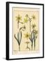 Botanical Illustration of the Jonquil, Narcissus Jonquilla, Showing Parts of Flower, 1897 (Lithogra-Eugene Grasset-Framed Giclee Print