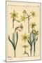 Botanical Illustration of the Jonquil, Narcissus Jonquilla, Showing Parts of Flower, 1897 (Lithogra-Eugene Grasset-Mounted Giclee Print