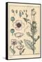 Botanical Illustration of the Poppy, with Flower Parts, Opium Pod, 1897 (Lithograph)-Eugene Grasset-Framed Stretched Canvas