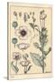 Botanical Illustration of the Poppy, with Flower Parts, Opium Pod, 1897 (Lithograph)-Eugene Grasset-Stretched Canvas